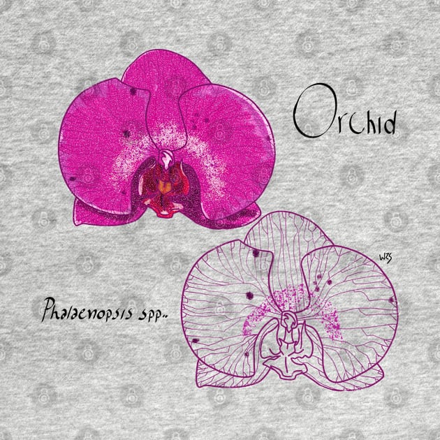 Orchid (Phalaenopsis sp) flower illustration by wrsartist